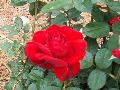 Ingrid Bergman Rose / Rosa 
